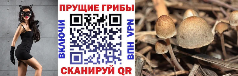 Псилоцибиновые грибы мицелий  блэк спрут ССЫЛКА  Тамбов 